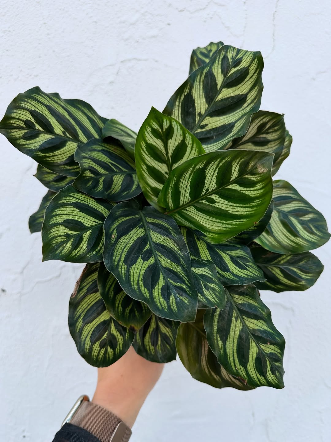 calathea