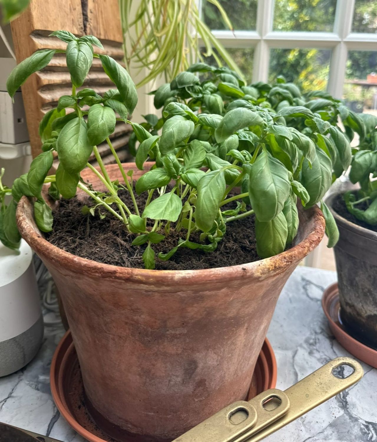 contoh tanaman dapur hidup basil