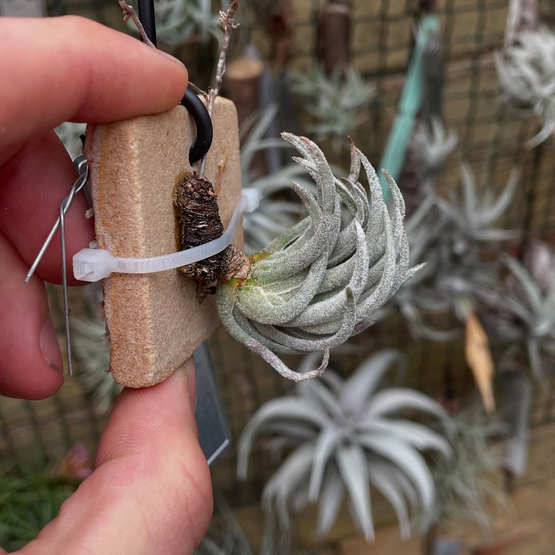 contoh tanaman hias akar, tillandsia