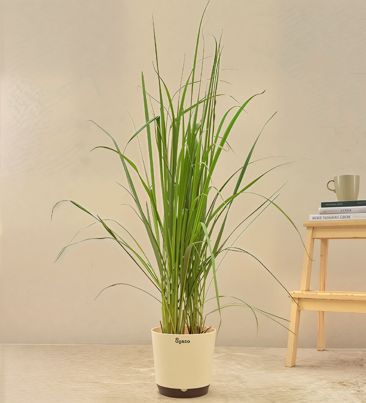 daun serai