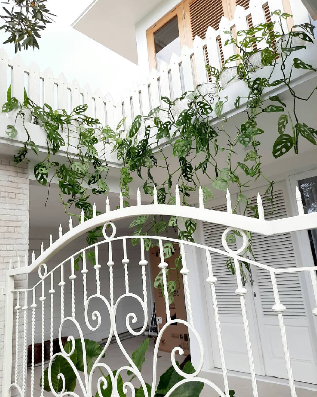 inspirasi tanaman gantung depan rumah, janda bolong inspirasi tanaman gantung depan rumah, janda bolong