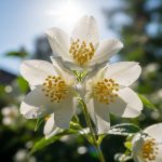 5 Jenis Bunga yang Wangi untuk Menghiasi Rumah