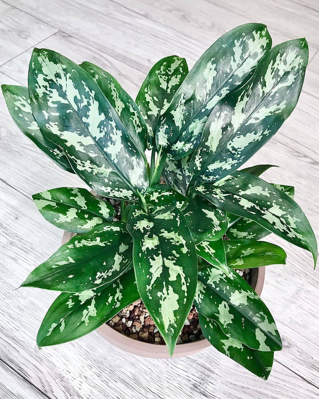 jenis aglonema hijau, aglonema emerald beauty
