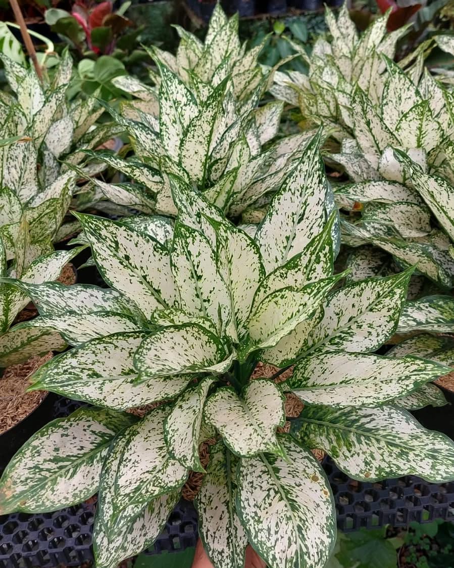 jenis aglonema hijau putih, aglonema snow white