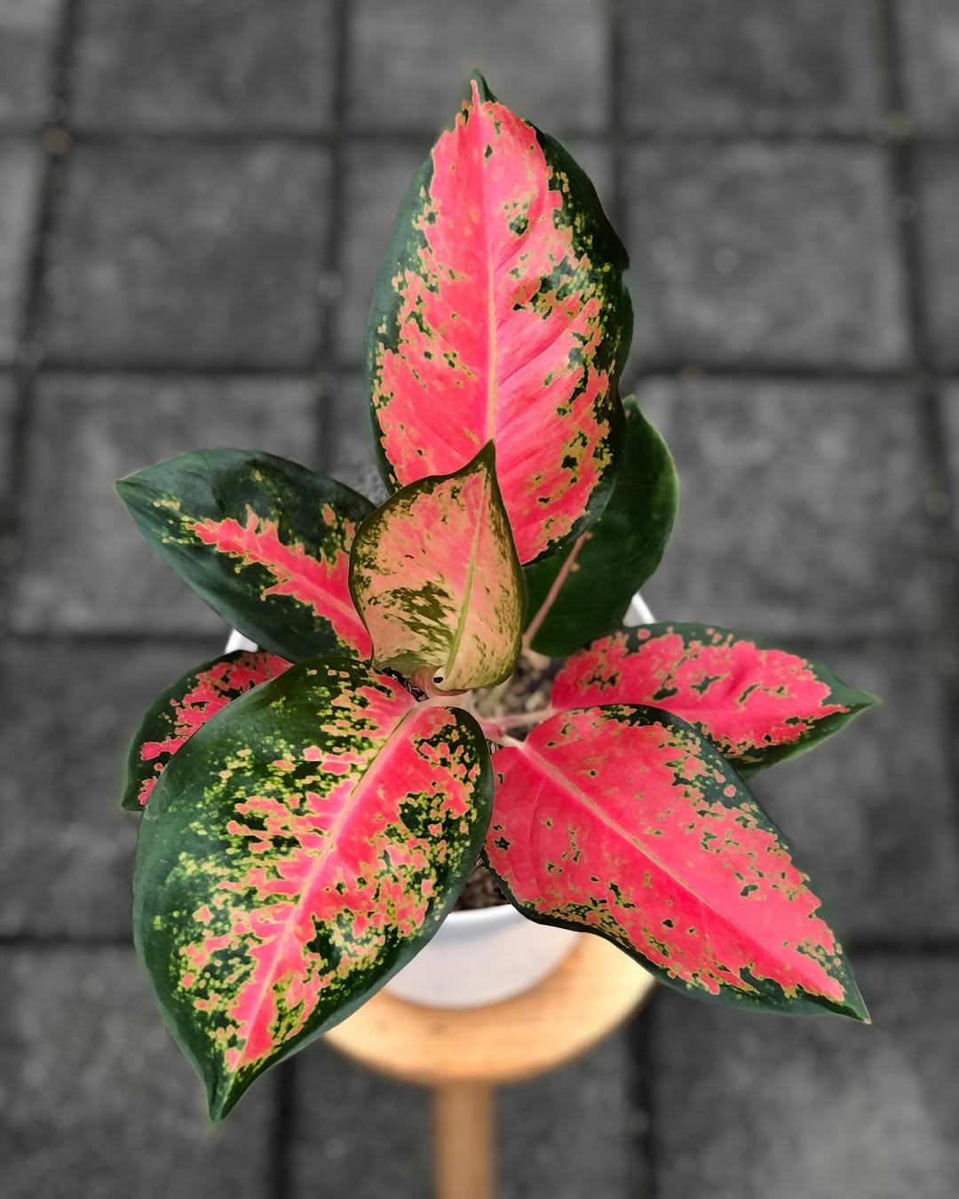 jenis aglonema merah, aglonema red kochin