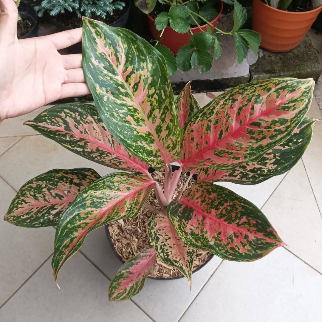 jenis aglonema, red peacock
