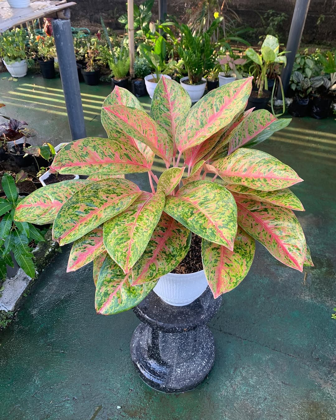 jenis aglonema termahal, aglonema big roy