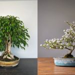 15 Jenis Bonsai untuk Hiasan Rumah yang Cantik & Bernilai Tinggi