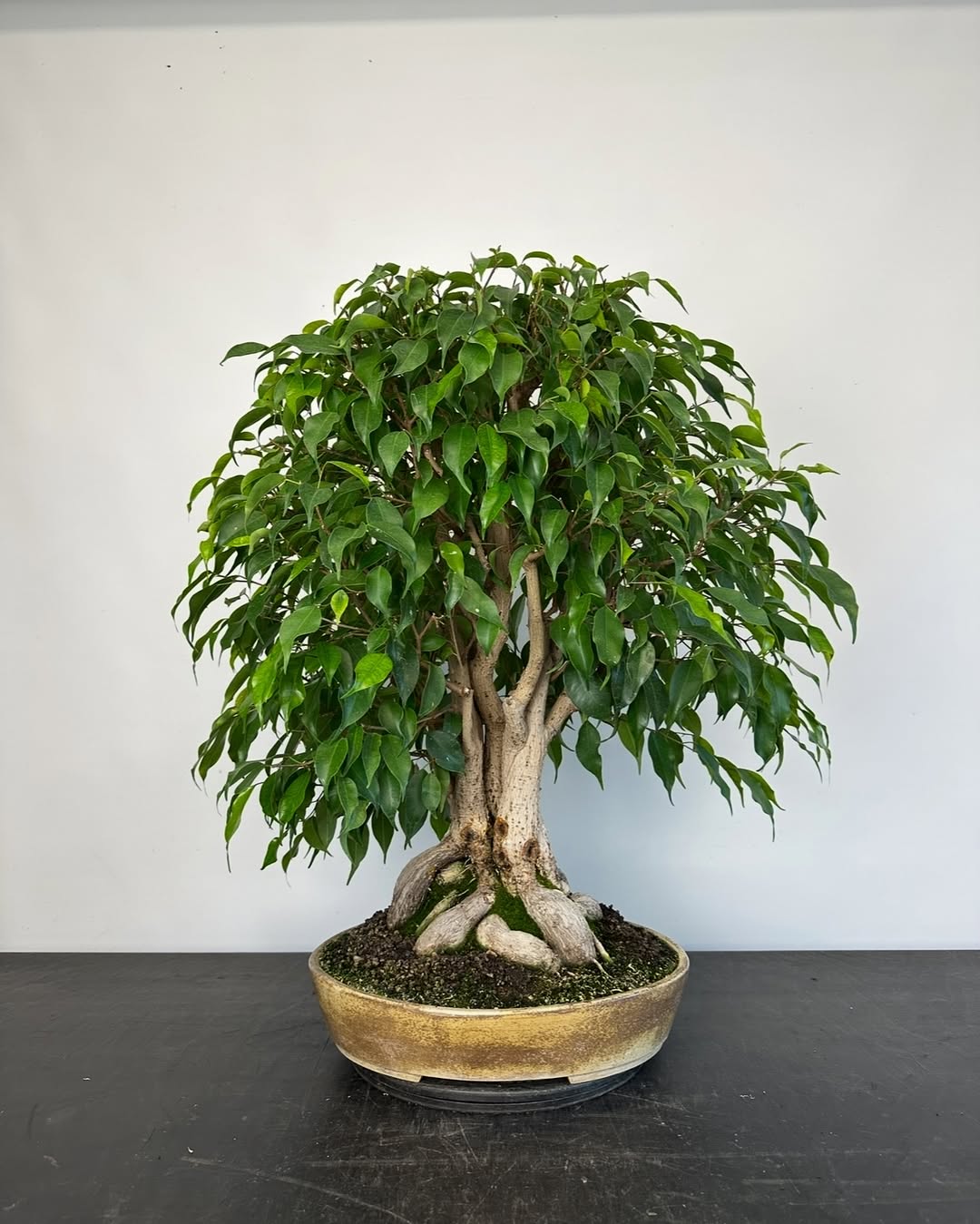 jenis bonsai, Bonsai Beringin jenis bonsai, Bonsai Beringin