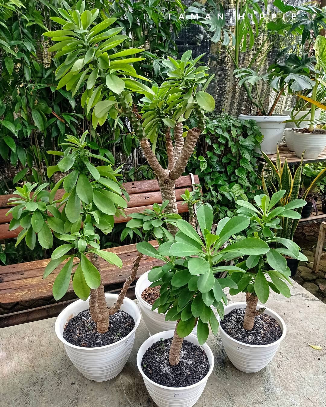 jenis tanaman hias batang, euphorbia