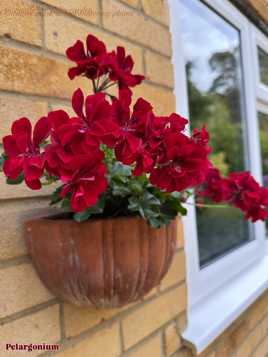 jenis tanaman hias bunga outdoor, geranium