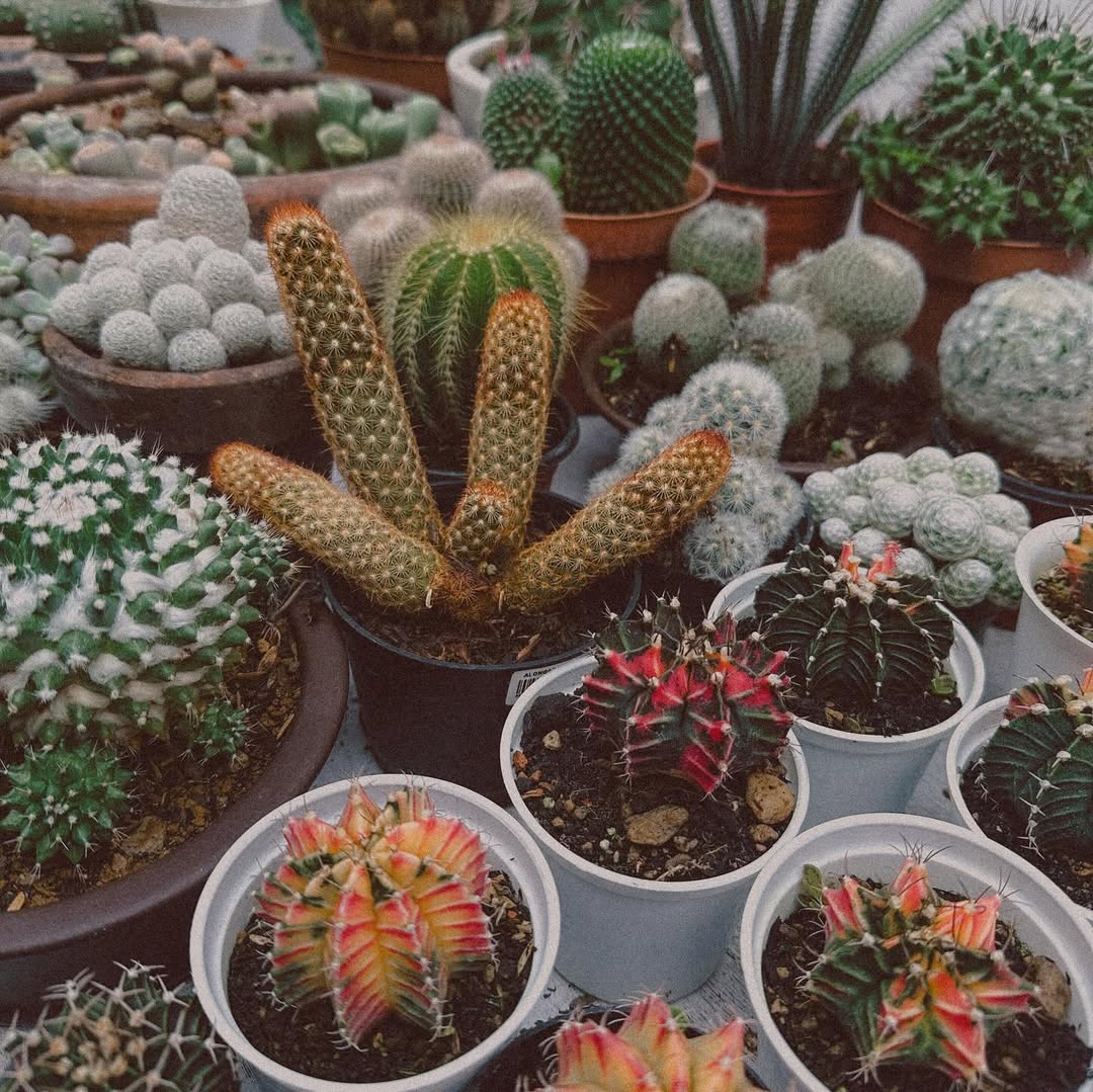 kaktus dan sukulen