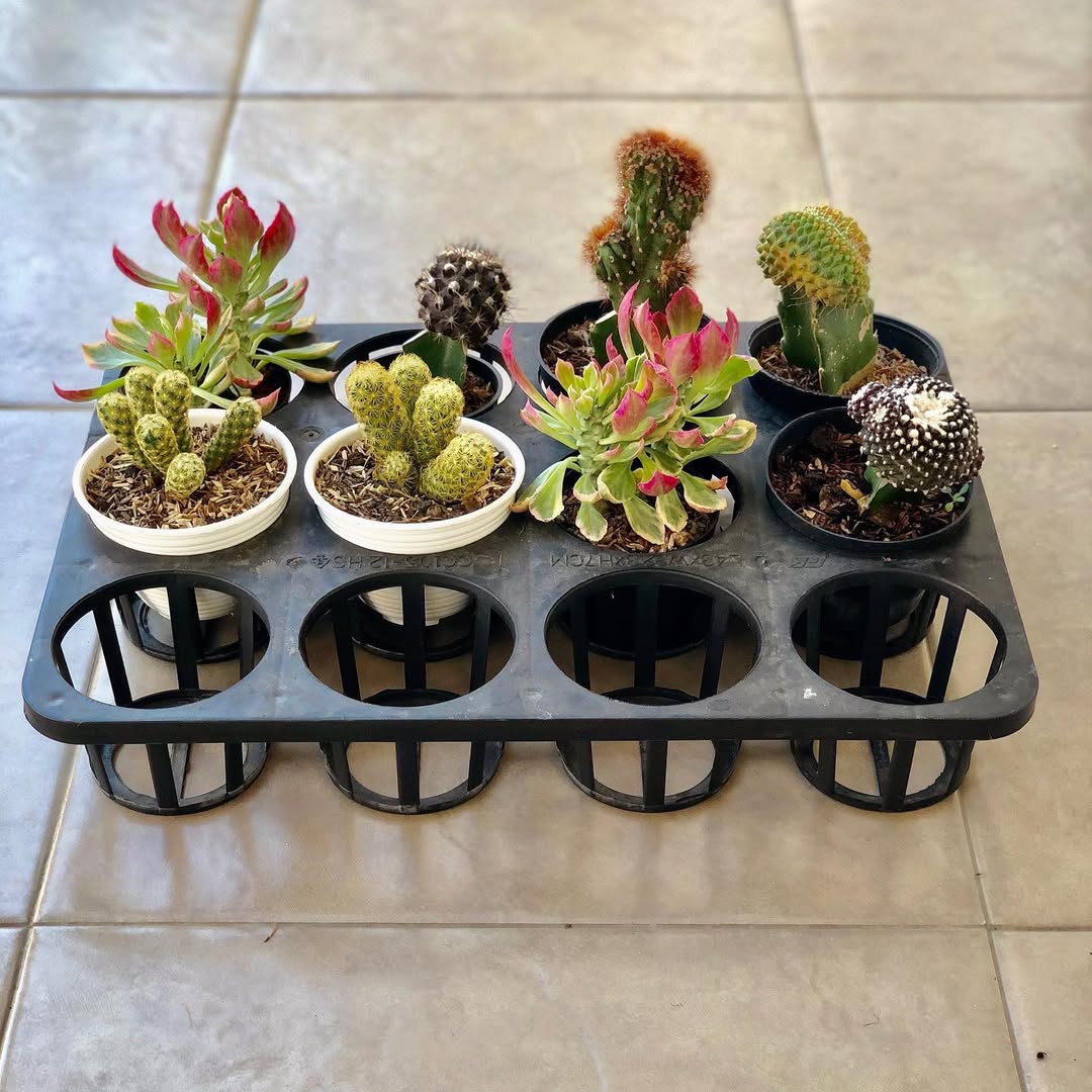 kaktus mini hias pembawa rezeki kaktus mini hias pembawa rezeki