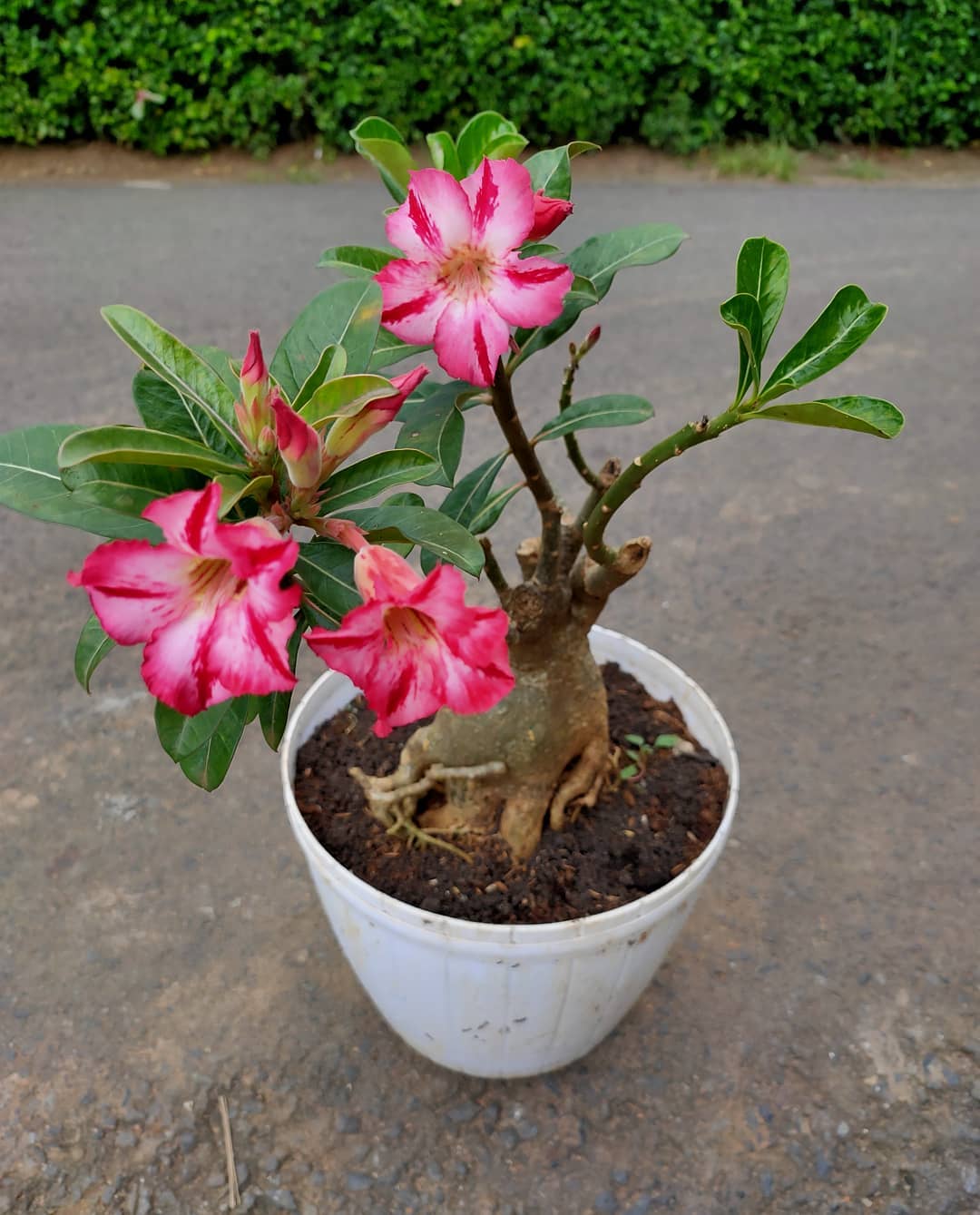 kamboja jepang kamboja jepang