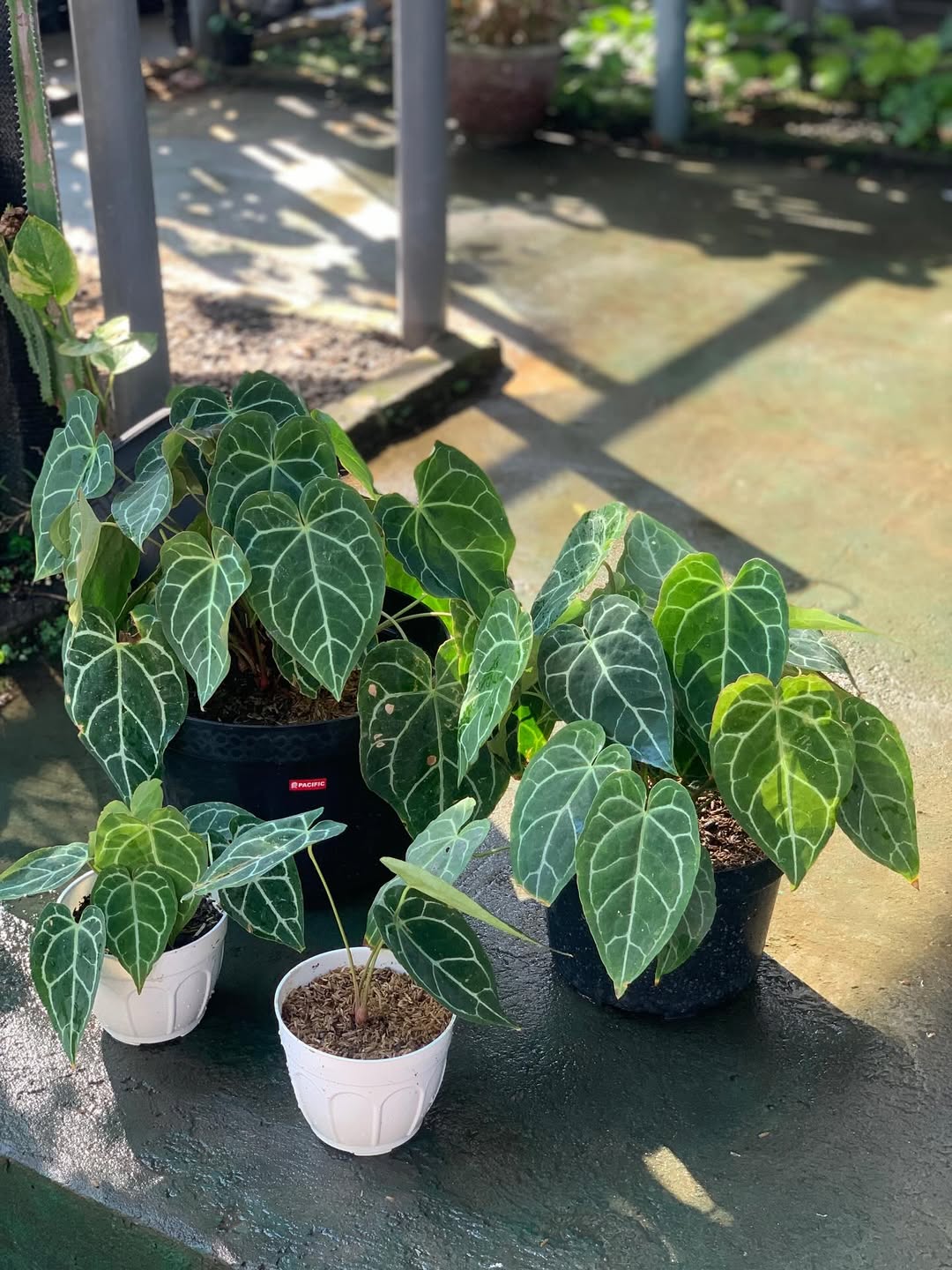 kuping gajah pembawa rezeki