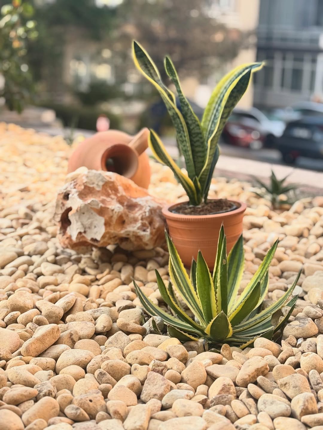 lidah mertua hias pembawa rezeki lidah mertua hias pembawa rezeki