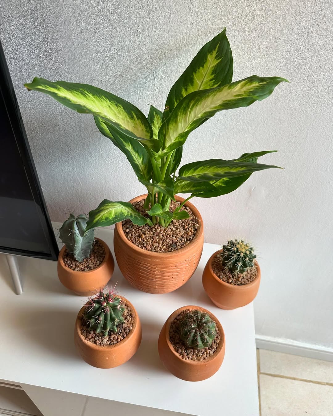 mini kaktus mini kaktus