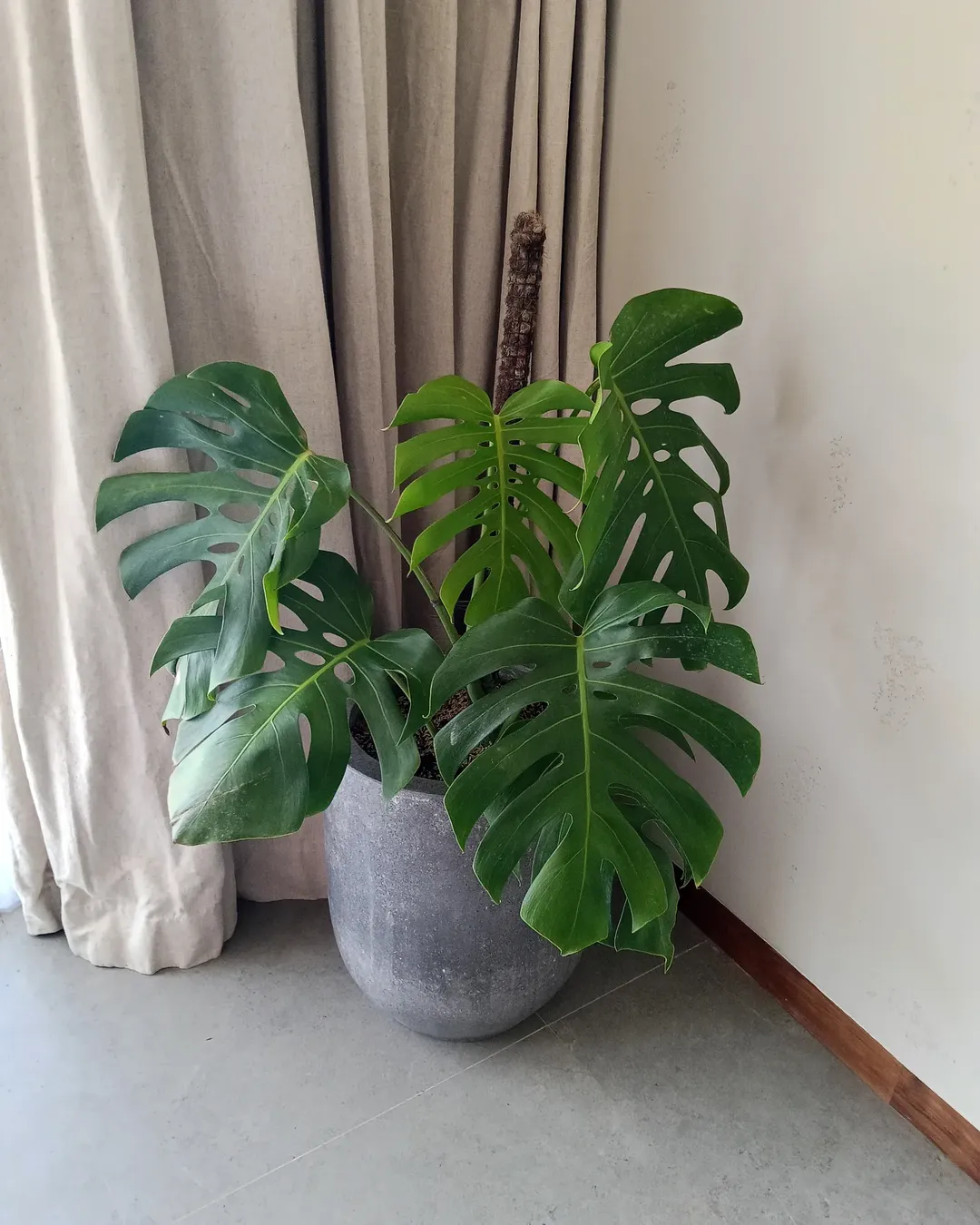 monstera dalam rumah monstera dalam rumah
