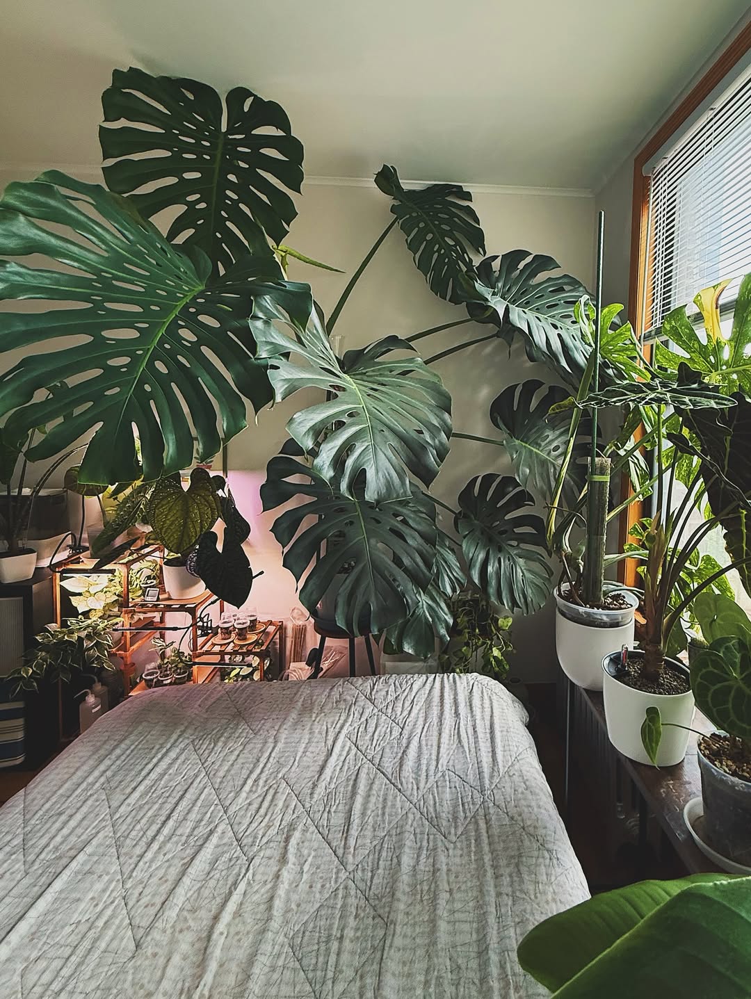 monstera deliciosa dalam rumah monstera deliciosa dalam rumah