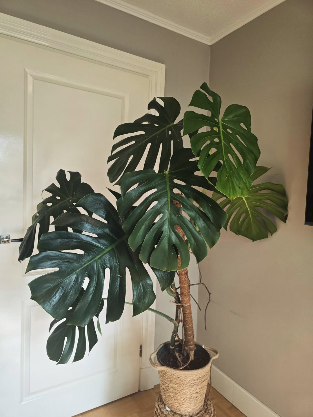 monstera deliciosa