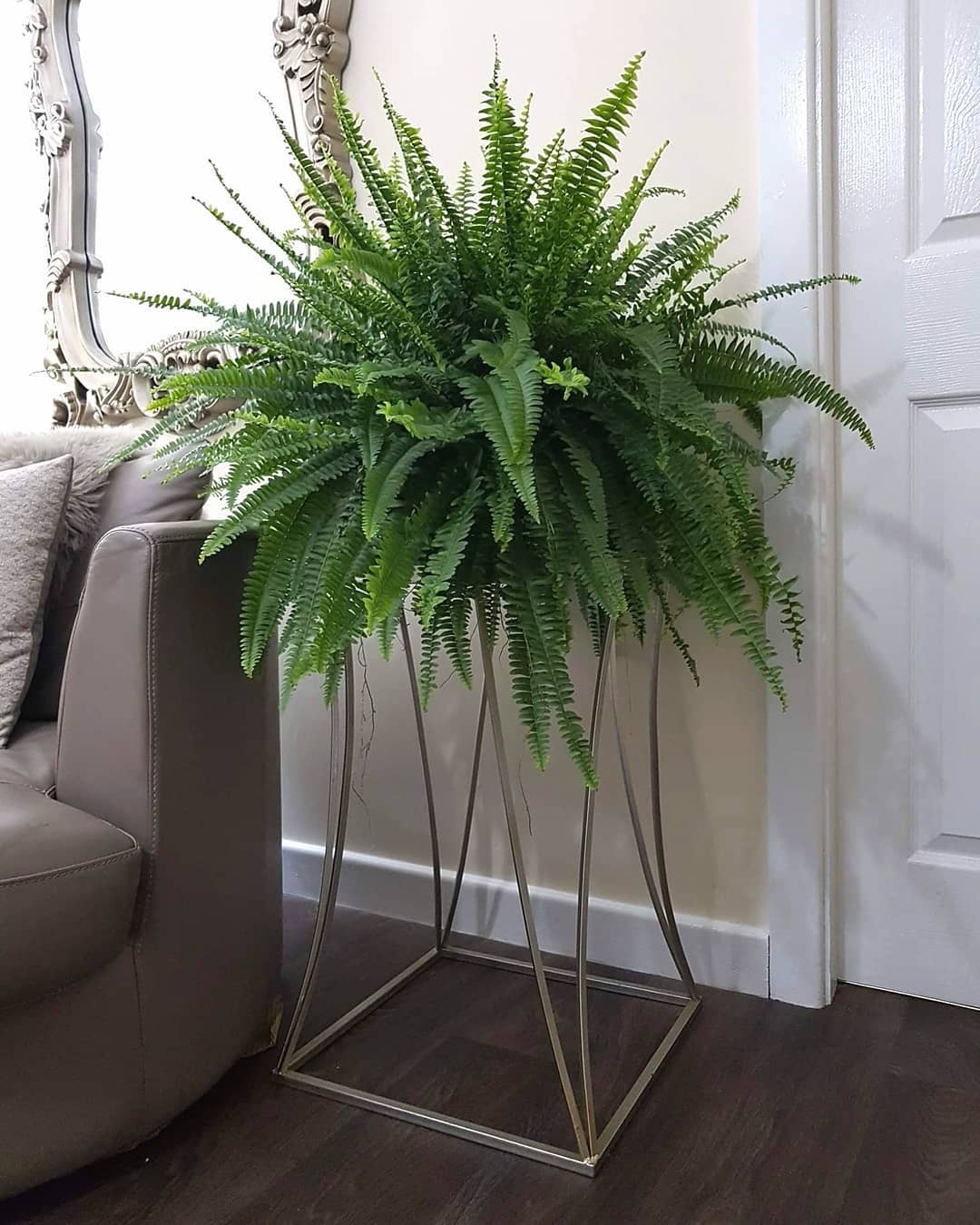 paku boston dalam rumah paku boston dalam rumah