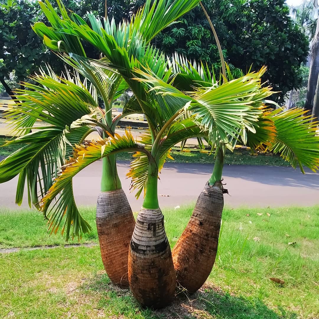 palem botol palem botol