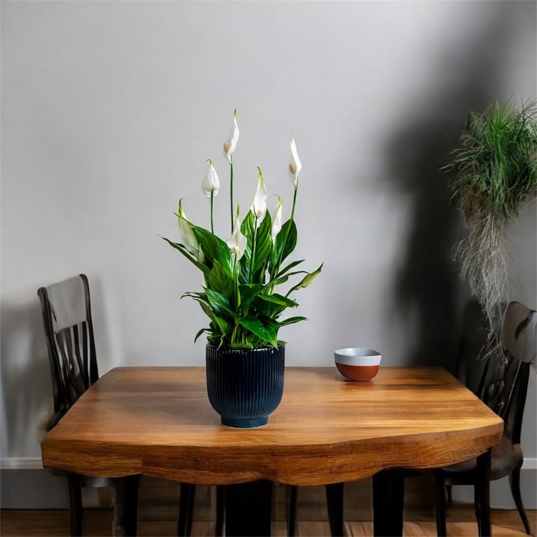 peace lily dalam rumah peace lily dalam rumah