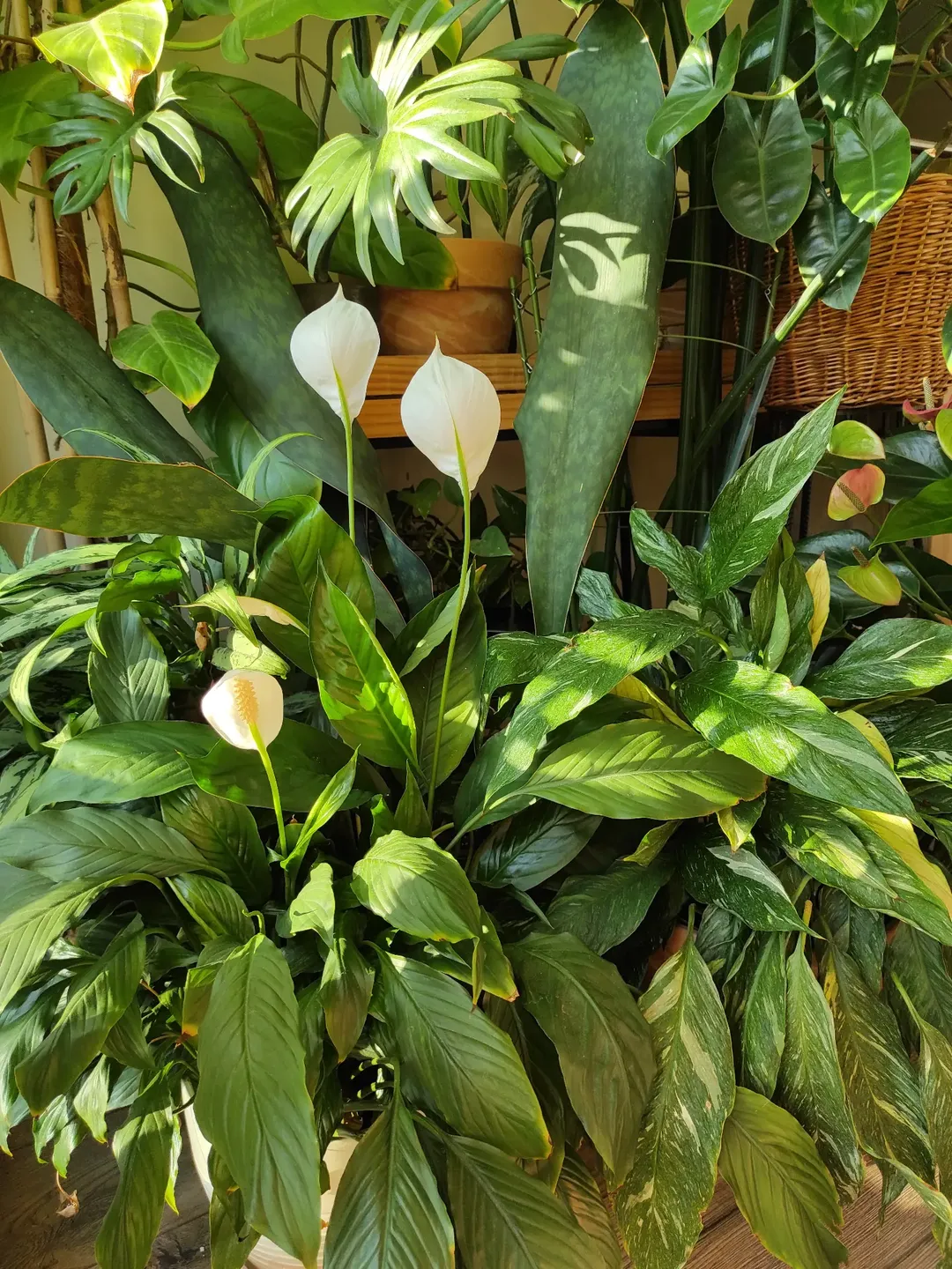 peace lily hias pembawa rezeki peace lily hias pembawa rezeki