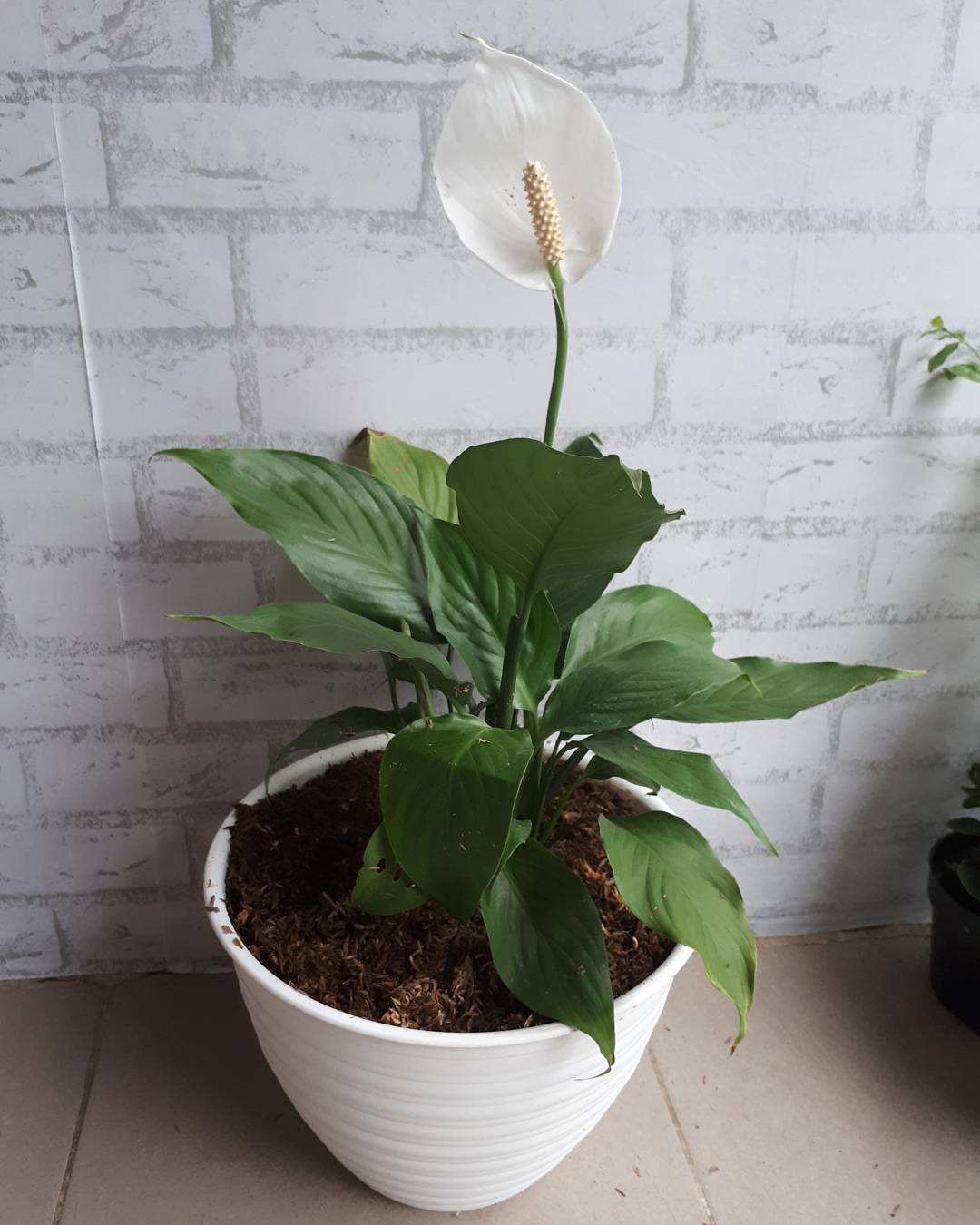 peace lily peace lily