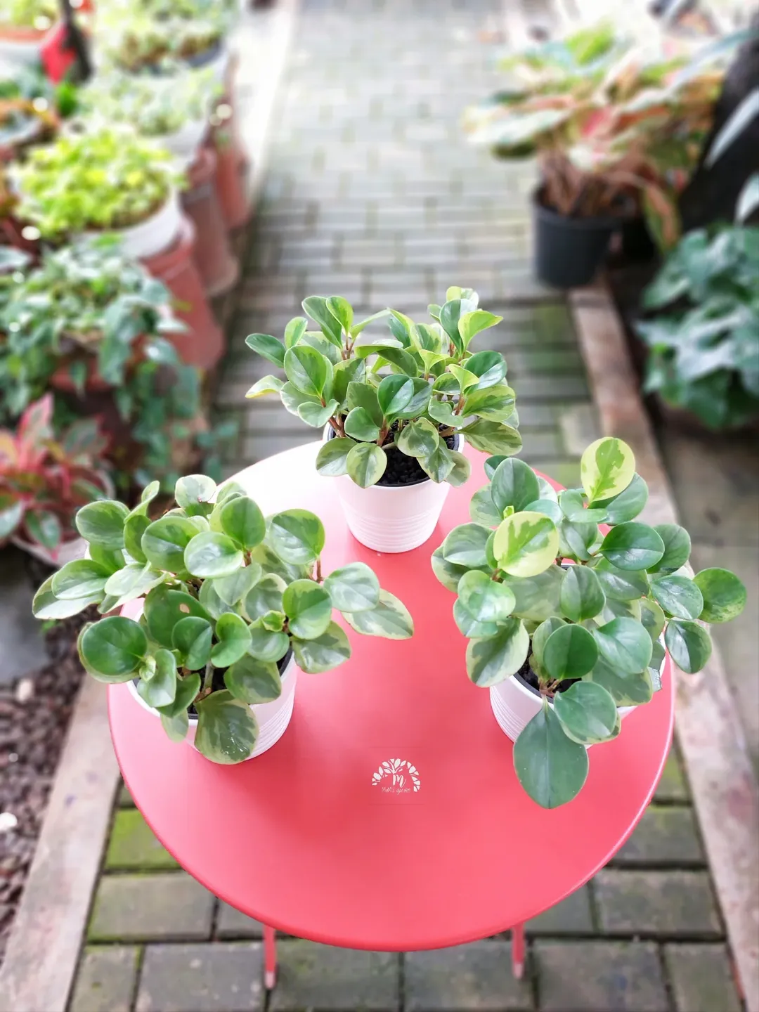 peperomia