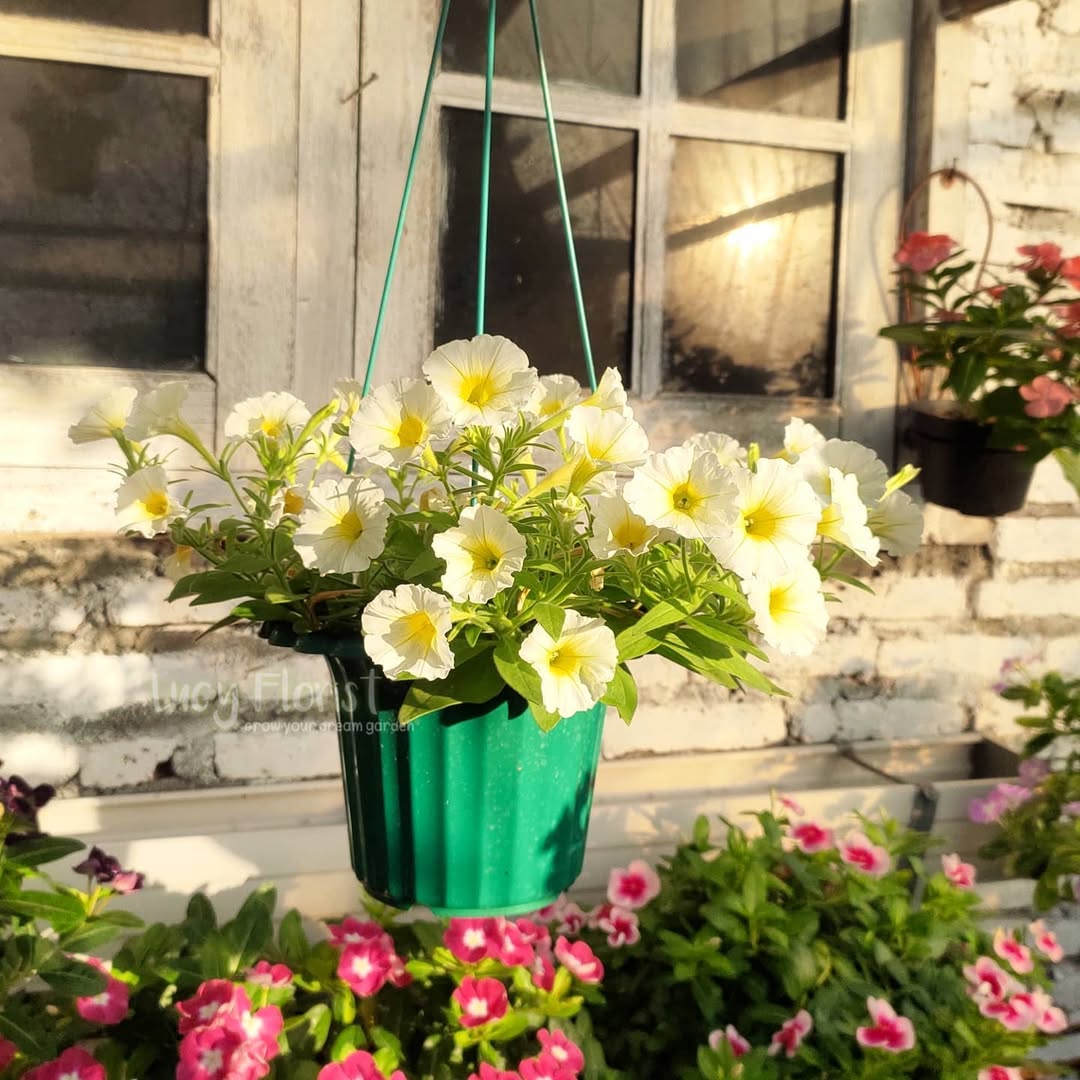 petunia gantung depan rumah petunia gantung depan rumah