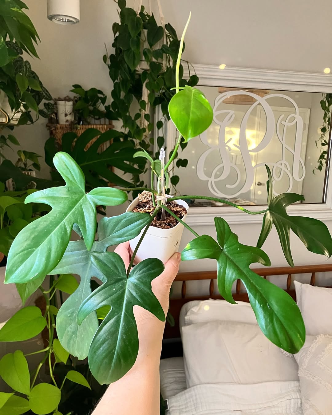 philodendron