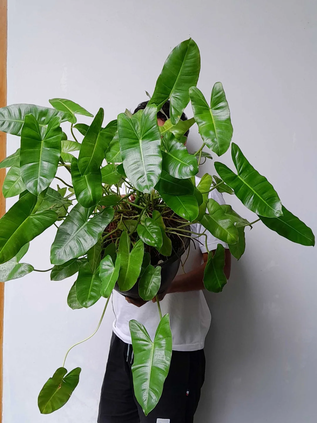 philodendron