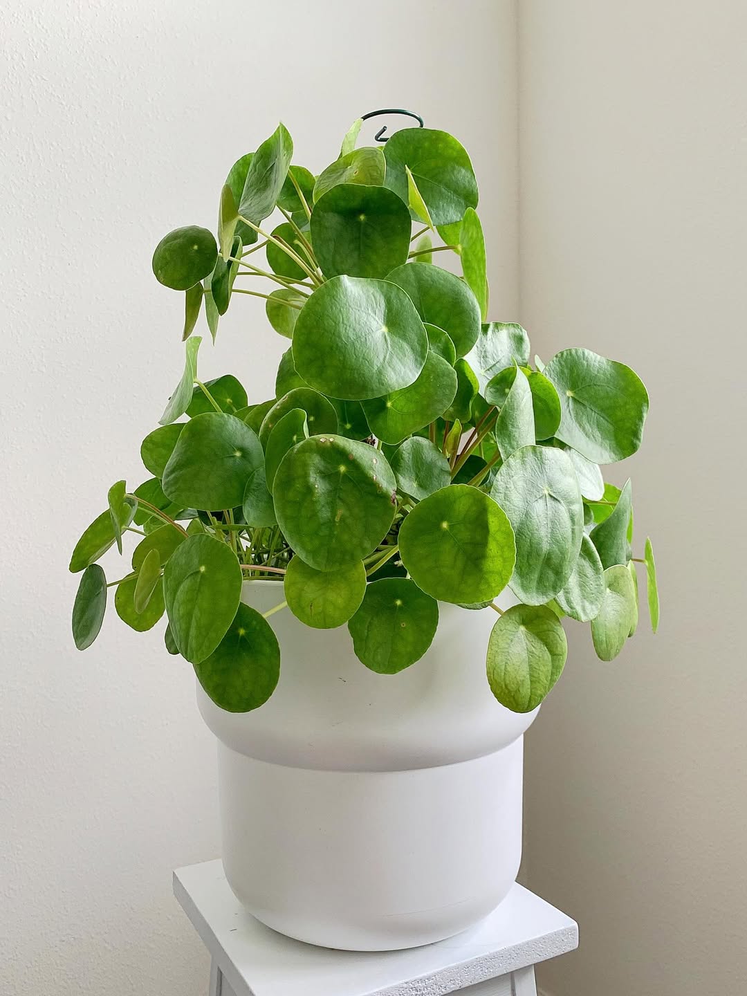 pilea pilea
