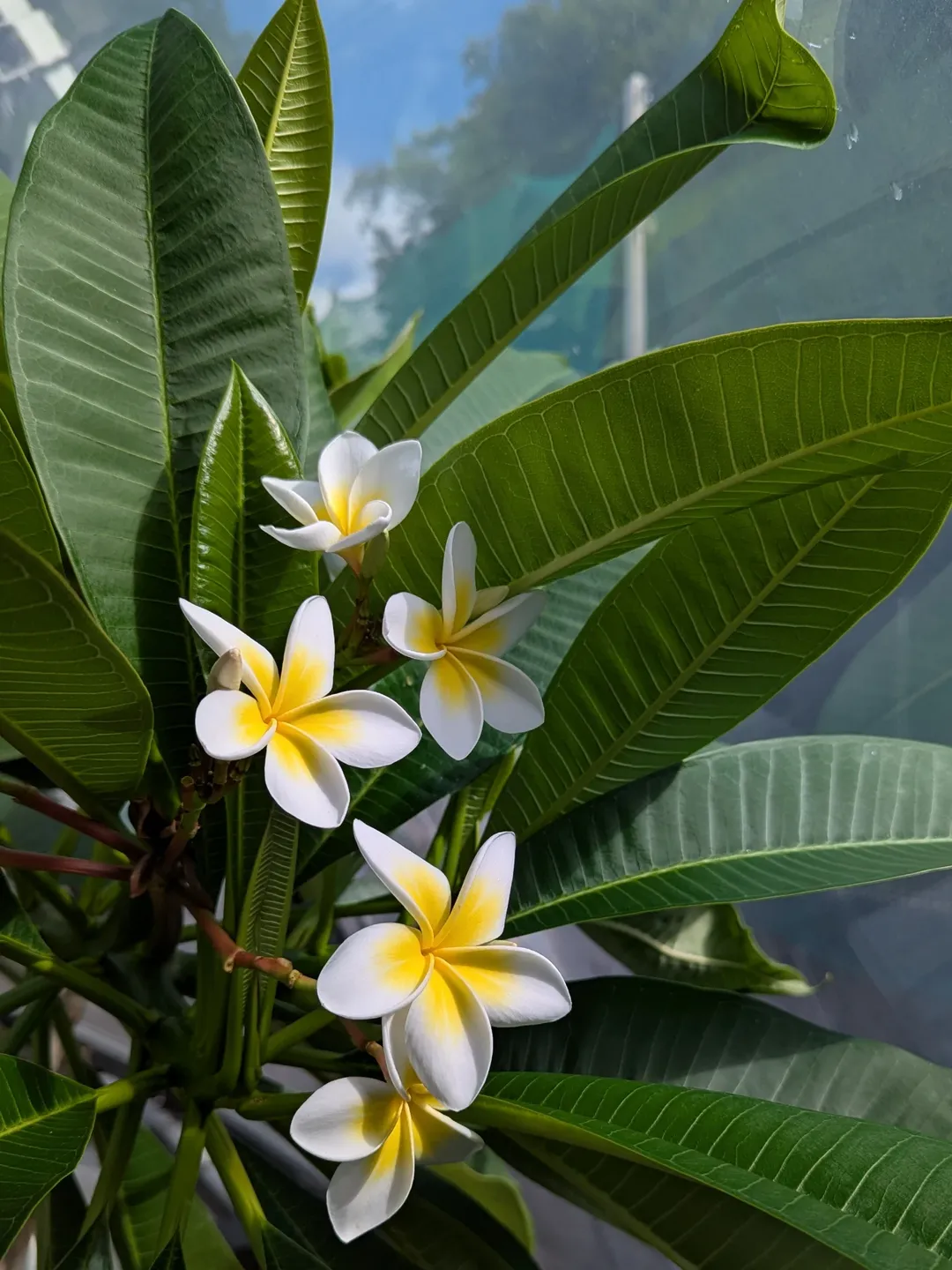 plumeria hias outdoor