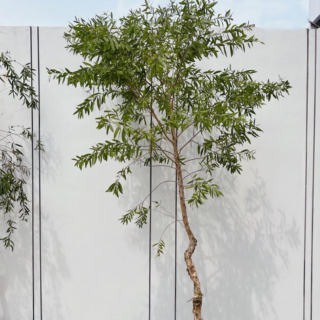 pohon anti nyamuk, eukaliptus