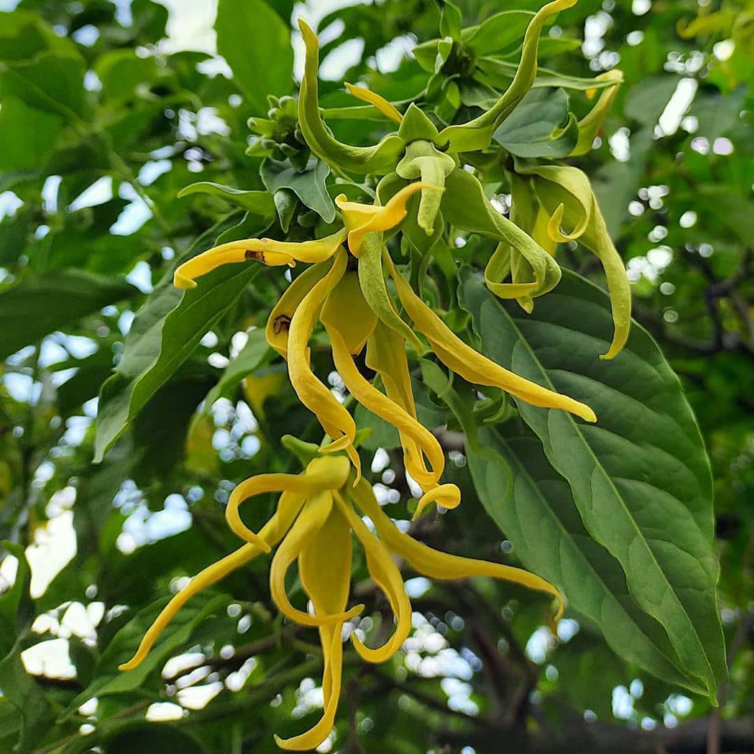 pohon berbunga kuning di indonesia, kenanga pohon berbunga kuning di indonesia, kenanga