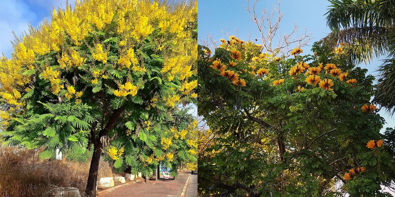 pohon berbunga kuning