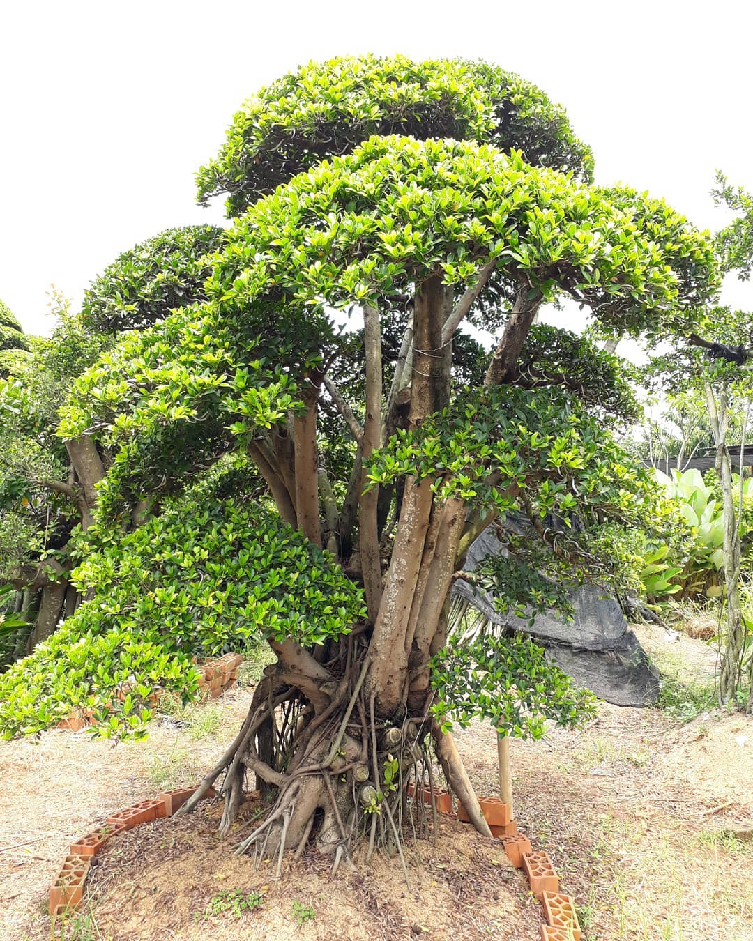 pohon beringin pohon beringin