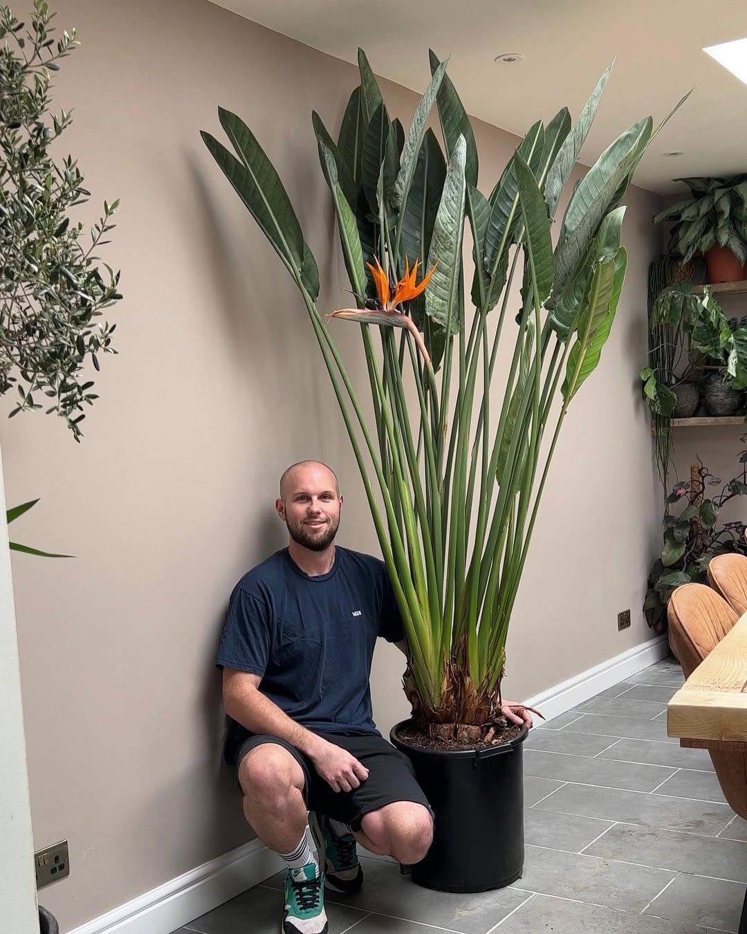 pohon bird of paradise untuk indoor pohon bird of paradise untuk indoor