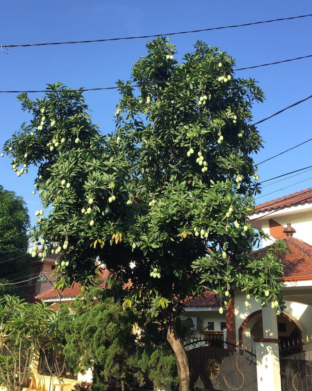 pohon buah peneduh rumah, mangga pohon buah peneduh rumah, mangga