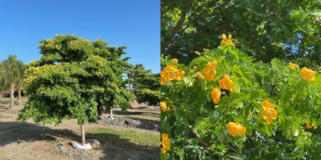 pohon bulnesia pohon bulnesia