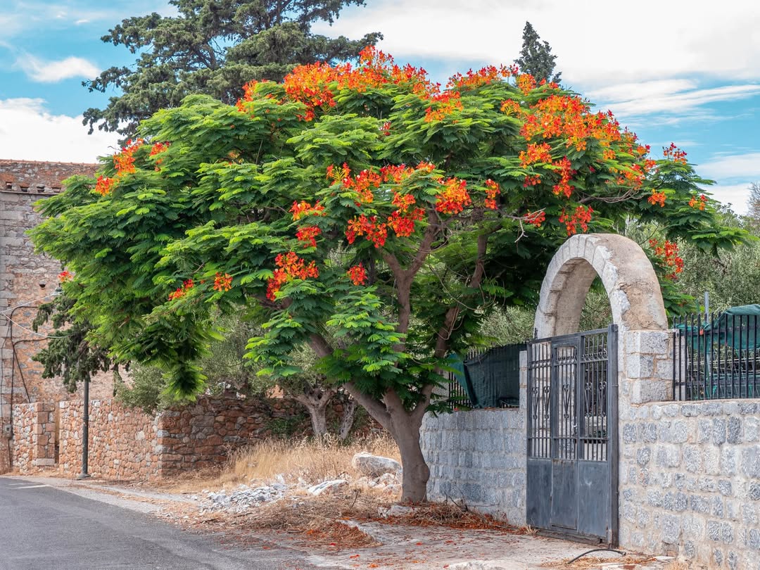 pohon flamboyan pohon flamboyan