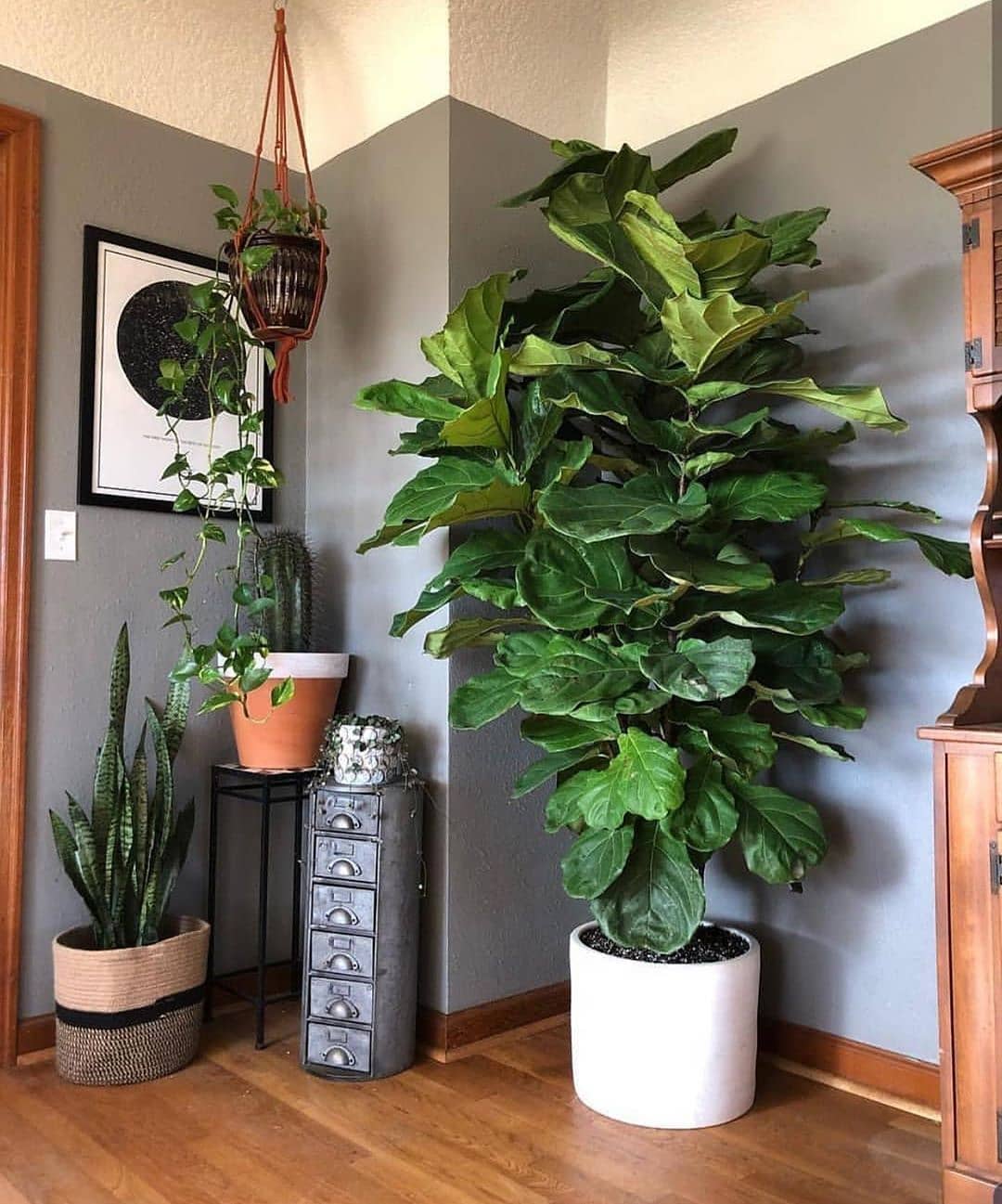 pohon hias dalam rumah, fiddle leaf fig pohon hias dalam rumah, fiddle leaf fig