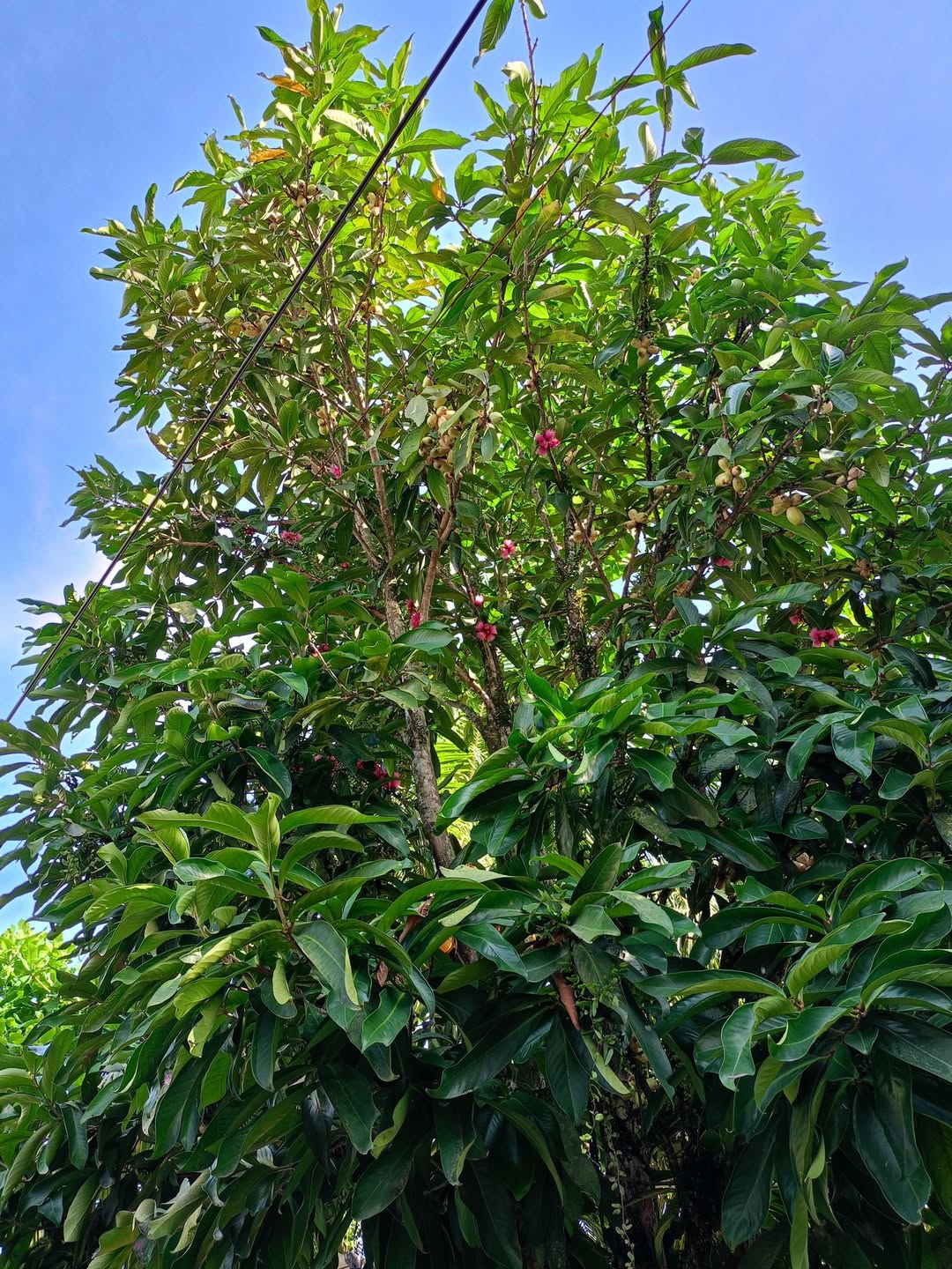 pohon jambu air pohon jambu air