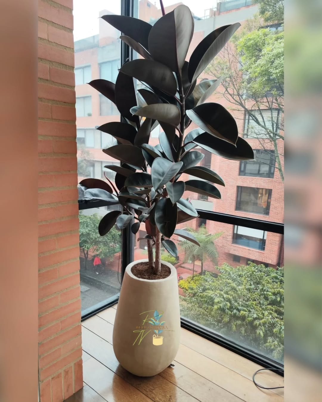 pohon karet hias pembawa rezeki pohon karet hias pembawa rezeki