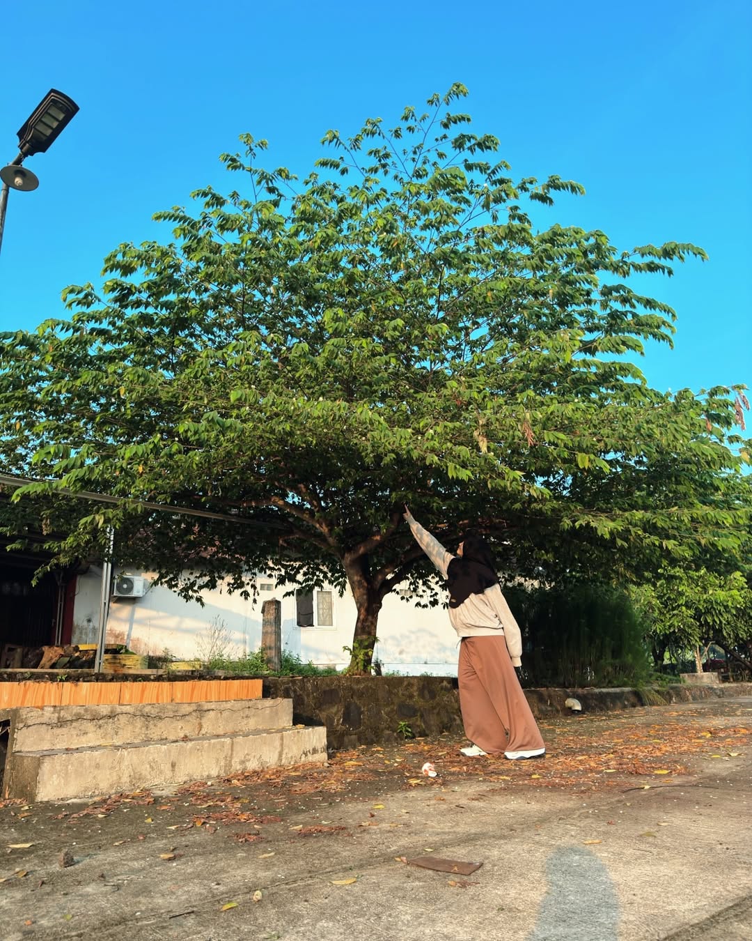 pohon kersen pohon kersen