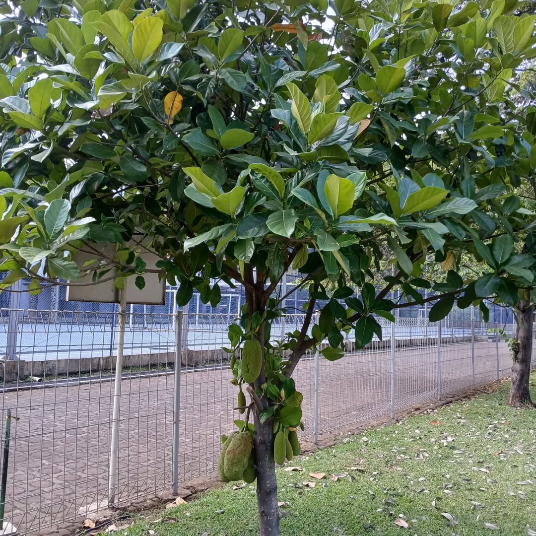 pohon nangka pohon nangka