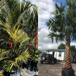 10 Jenis Pohon Palem Hias Paling Populer dan Cantik