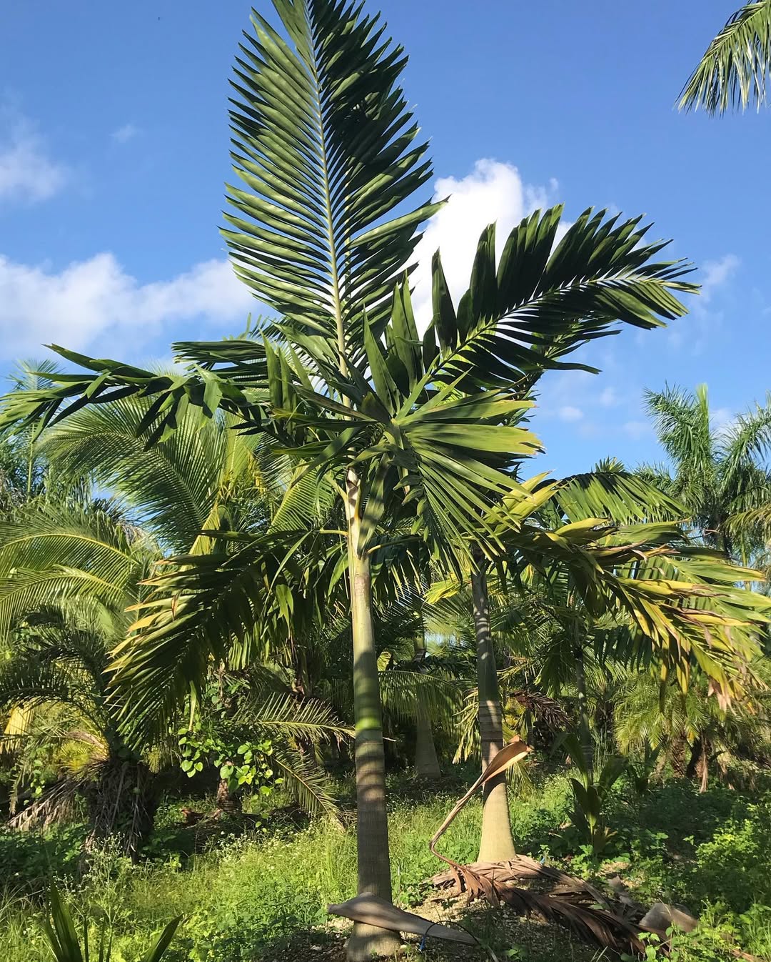pohon palem hias, palem kenari pohon palem hias, palem kenari